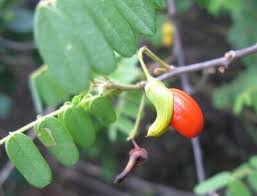 Image result for Rourea orientalis