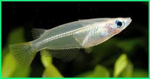 20 Jenis Ikan Hias Air Tawar Asli Indonesia Dan Asal Usulnya Ekor9 Com Ekor9 Com