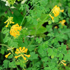 Image result for Corydalis