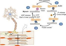 Your muscles work in a similar fashion. Eccentric Muscle Contraction An Overview Sciencedirect Topics