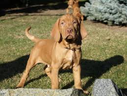 Image result for maďarský krátkosrstý ohař