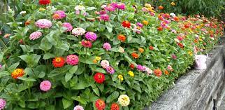 Adding a big splash of color to your landscape will only run you many people start them indoors. How To Grow Zinnias