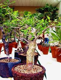 Image result for Commiphora angolensis