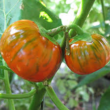 Image result for Solanum aethiopicum