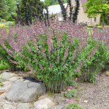 Image result for Baphia speciosa