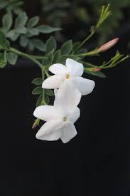Image result for Jasminum