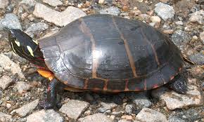 Eastern Painted Turtle