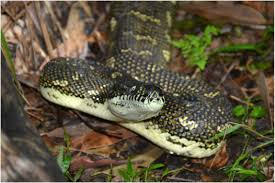 australian snakes wildlife rescue south coast