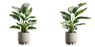 Image result for Strelitzia nicolai