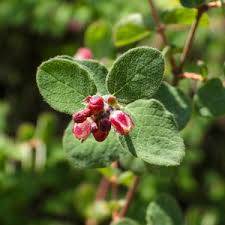 Image result for Fagopyrum snowdenii