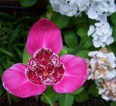 Image result for Pavonia rogersii