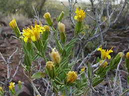 Image result for Tridactyle filifolia