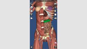 At the level of the pelvic bones, the abdomen ends and the pelvis begins. Human Anatomy Abdomen Female