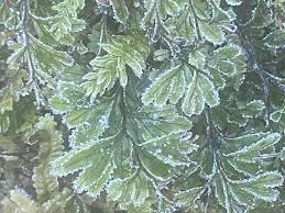 Image result for Hymenophyllum tunbridgense