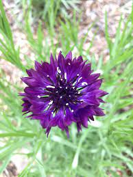A Purple Bachelor Button Ive Only Had Blue Flowers Before So This Is A Nice Surprise Gardening Garden Diy Home Flo Bachelor Buttons Blue Flowers Purple