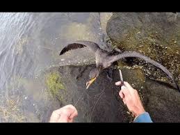 Similar materials, such as kite string or balloon ribbons, should also be kept out of reach of wild birds. Guy Saves Bird Caught In Fishing Line Jukin Media Inc