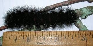 Black And Red Caterpillar Identification Did You Find A Black Fuzzy Caterpillar Does It Look Like This If So You Might Have A Giant Leopa Black Fuzzy Caterpillar Fuzzy Caterpillar Black Caterpillar