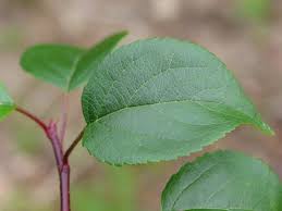 When this fungus attacks apple trees, the leaves will develop small yellow spots in late spring. Crab Apple How To Grow Trees