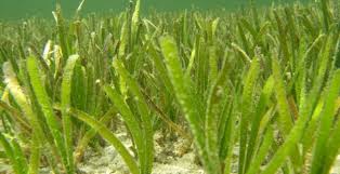 Image result for Cymodoceaceae