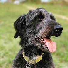California is the 3rd largest state so it has much land to offer. Bordoodles Are Good Dogs But Is It The Right Match For You K9 Web