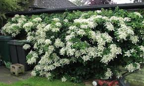 Ihre blüten erscheinen im juni und juli und bilden ca. Bis Zu 66 Rabatt Kletterhortensie Groupon