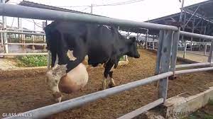 Разоблачение ed / energy diet / энерджи диет разбор состава / nl international. Gunluk Veren Inek Tahiini Kac Kilo Sut Verir Gunluk Ortalama 85 Litre Sut Veren Inek Youtube