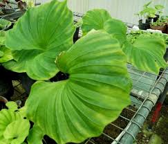 Image result for Nervilia