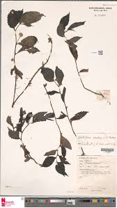 Image result for Lecanthus