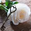 White rose flower photography hd wallpaper for your desktop, laptop, tablet and mobile phones. 1