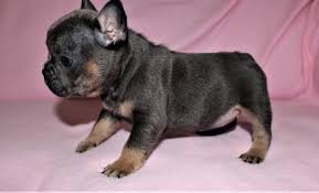 Adopters living in tier 4 areas are unable to travel to collect a pet but the rescue may provide a delivery service across a tier 4 boundary. French Bulldog Puppy For Sale Adoption Rescue For Sale In Roseville Michigan Classified Americanlisted Com