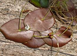 Image result for Nymphoides brevipedicellata