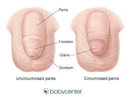 How old should you be when your balls drop? Undescended Testicle Babycenter