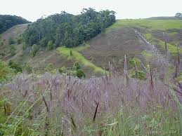 Image result for Melinis effusa