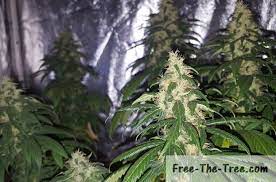 The flowering stage begins once the vegetative phase has ended. Flowering Stage Of Cannabis Everything From The Stretch To Harvest