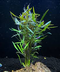 Image result for Pogostemon aquaticus