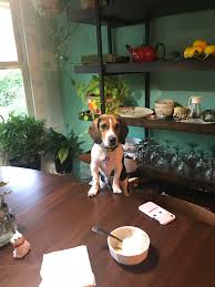 Check spelling or type a new query. New Bed Beagle