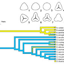 Image result for Actiniopteris pauciloba