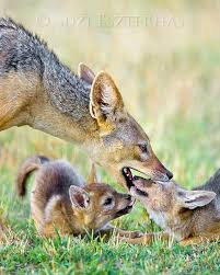 Cute Baby Animals Jackal Dad And Pups Print Baby Animal Etsy Animals Cute Baby Animals Animals Beautiful