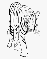 Feel free to download, share, comment and discuss every wallpaper you like. Head Clipart White Tiger Transparent Tiger Clipart Black And White Hd Png Download Transparent Png Image Pngitem