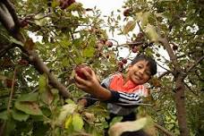 Autumn Harvest Fest