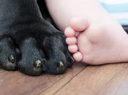 Lasset die kinderlein zu mir kommen. Papa Kommt Nach Hause Hund Und Kleinkind Freuen Sich
