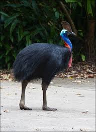 Pin On Birds Struthioniformes Ostriches Kiwis Emus Rheas And Cassowaries