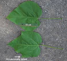 Image result for Catalpa