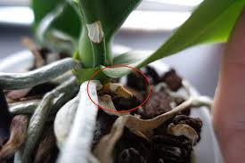 Roots are wonderful and all but i wanted a spike! New Spike Turned Brown Roots Out Of Control Orchid Board Most Complete Orchid Forum On The Web