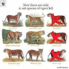 Just 100 Years Ago There Were 9 Subspecies Of Wwf Tiger Species Tiger Pictures Wild Cats