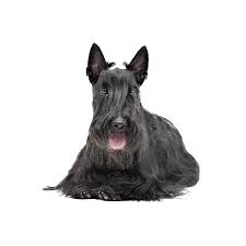 Image result for scottish terrier