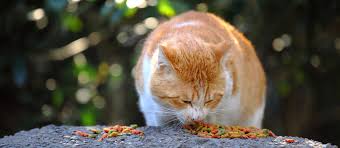 How to fatten up a cat these fattening cat foods above are tried and tested. Skinny Cat How To Fatten Up A Cat Pet Side