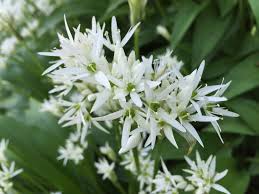 Wild ramps garlic onions cross. Ramsons Wild Garlic Broad Leaved Garlic Wood Garlic Allium Ursinum