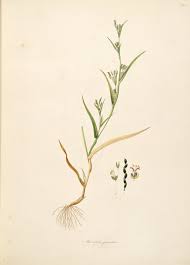 Image result for Hackelochloa