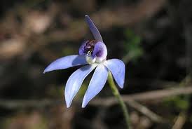 Image result for Angraecum infundibulare